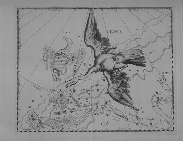 cigne.jpg