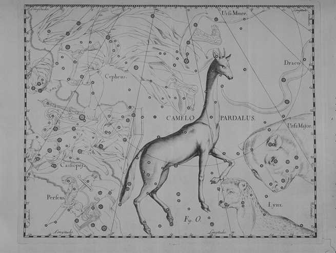 girafa.jpg